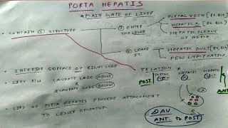 Porta Hepatis 10 Liver anatomy  TCML [upl. by Geanine166]