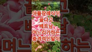 아들장례식이 끝나고 베트남 며느리가 충격적인 말을 하는데 [upl. by Cj]