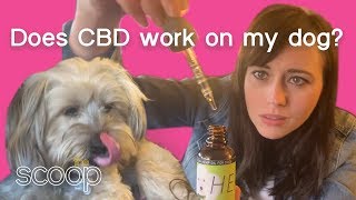 Does CBD Work On My Dog  The Scoop [upl. by Marzi]