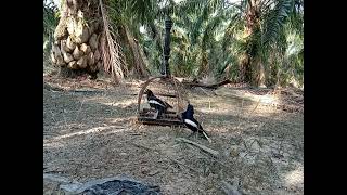 Suara Burung Murai KampungMurai CacingSiRomeo Hitam [upl. by Kcirdehs736]