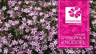 Poradnik ogrodnika Łyszczec Gypsophila quotKnuddelquot  VITROFLORA [upl. by Odey]