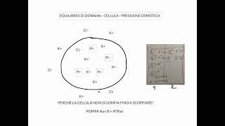 CORSO DI FISIOLOGIA UMANA  LEZIONE 1 DI 81  FISIOLOGIA CELLULARE PARTE 1 [upl. by Anol]