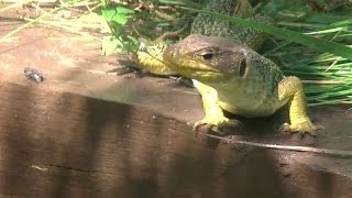 🦎Lézard ocellé dans mon jardin en train de chasser [upl. by Renie661]