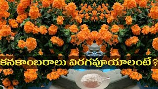 How To Get More Blooms in Crossandra PlantKanakambaram mokkalu crossandra kanakambaram flowers [upl. by Adnolehs]