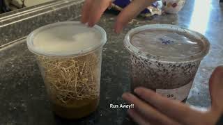 How to make fruit fly cultures using Repashy Superfly [upl. by Wilow]