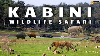 Kabini Safari  Jungle Lodges amp Resorts Safari  Nagarahole Tiger Reserve  Dammanakatte  HD Kote [upl. by Arbas]