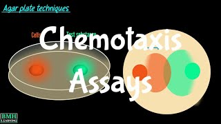 Chemotaxis Assays  Boyden Chamber Method  Transwell Migration Assays [upl. by Mercer]