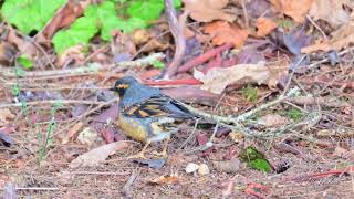 Varied Thrush [upl. by Ailedua]