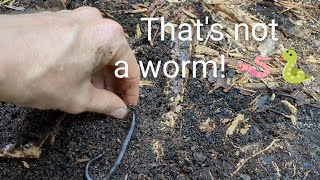 What looks like a worm but isnt a worm A unique garden find [upl. by Nosittam]