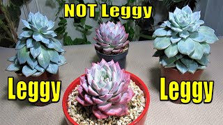 How to Grow Fix amp Propagate LEGGY SUCCULENT [upl. by Einimod]