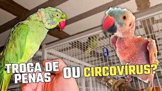 TROCA DE PENAS OU CIRCOVÍRUS EM RING NECK [upl. by Engis]