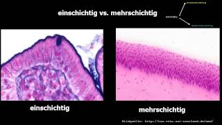 Histologie ─ Oberflächenepithelien [upl. by Kial]