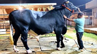 Giant Holstein Friesian [upl. by Bouchier]