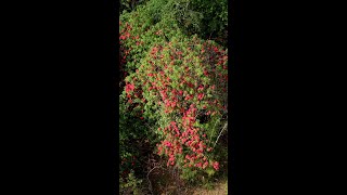 Rhododendron Festival [upl. by Adnovoj]