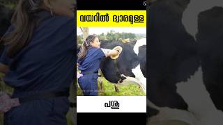 പശുവിൻ്റെ വയറിൽ കൈയിടാൻ ഒരു ധ്വാരം cannulaed cow malayalam facts shots [upl. by Senior]