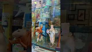 Strange Stuffed Rats in a Shop Window [upl. by Trip]