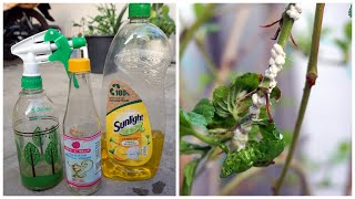 How To Make Homemade Insecticidal Soap amp Vinegar For Plant  Cara Membuat Racun Dari Sabun amp Cuka [upl. by Rozanne]