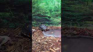 RedFooted Tortoise Walking Into Water Bowl shorts [upl. by Alleinnad]