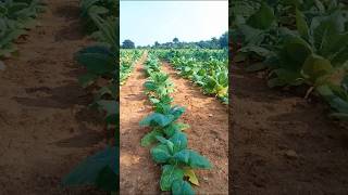 Tobacco plants youtubeshorts telugu trendingviralshorts tobaccochethanaBlog [upl. by Christean460]