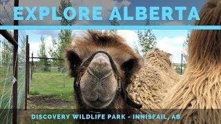 Explore Alberta  Discovery Wildlife Park Innisfail AB [upl. by Anoj238]