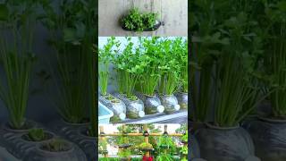 Easy coriander cultivation at home YouTube shortsreels videos [upl. by Nethsa]