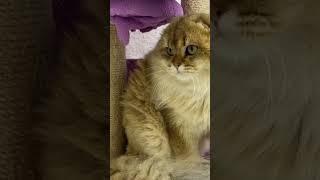 Why do kittens hiss at their daddy cat [upl. by Nicholl]