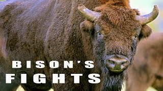 Fighting animals during rutting season European bison [upl. by Adnak]