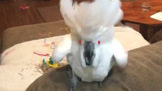 Super Vocal Birds  Funny Bird Video Compilation 2020 [upl. by Hyacintha]