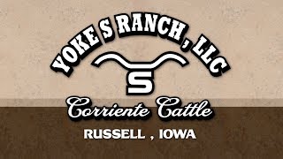 Yoke S Ranch  Grass Fed Corriente Beef Ranch Iowa [upl. by Materse608]