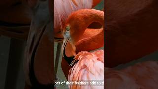 Flamingos Dancing [upl. by Tisha845]