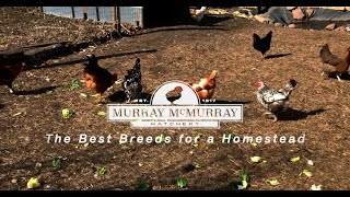 The Best Chicken Breeds for Your Homestead  McMurray Hatchery [upl. by Aliemaj600]