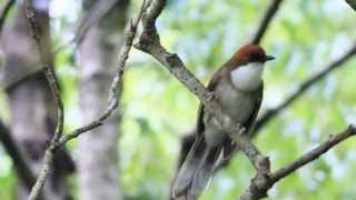 Whitethroated Laughing Thrush call 白喉笑鶇叫聲 [upl. by Anoval861]