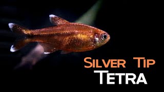 All About Silvertip Tetra Beauty and the Beast [upl. by Holsworth808]