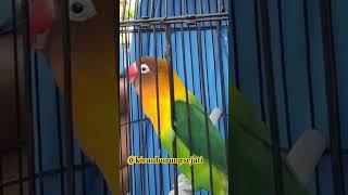 lovebird ngekek panjangbagus buat masteran [upl. by Ecinaj]