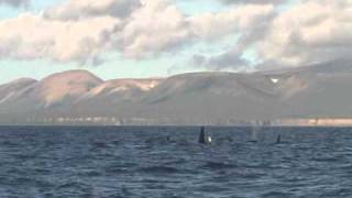 White killer whales of Commander Islands [upl. by Libre736]