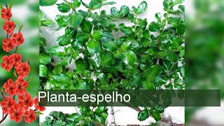 Plantaespelho  Coprosma repens [upl. by Orman622]