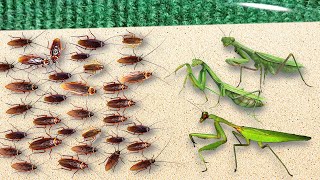 300 Hungry Cockroaches VS 3 Hungry Praying Mantises Amazing Results [upl. by Flosi200]