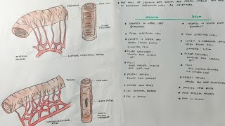 Jejunum and ileum  Differences  med tutorials [upl. by Anwahsed]