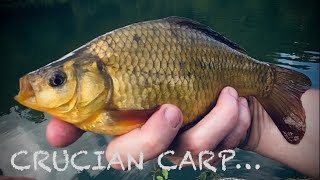 Crucian Carp Fishing in Summer at Furnace Mill Fishery [upl. by Hamitaf541]