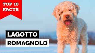 Lagotto Romagnolo  Top 10 Facts [upl. by Melinde873]