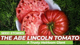 SEED STORIES  The Abe Lincoln Tomato A Trusty Giant Heirloom [upl. by Giliana]