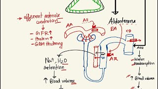 Anti hypertensive drugs ACE inhibitors and ARb  hypertension series class 6 [upl. by Colfin]