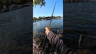 Occoquan River Bass Fishing fishing riverfishing catchinbass catchingbass [upl. by Aillimac461]