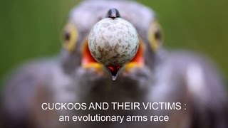 Cuckoos and their victims An evolutionary arms race [upl. by Griff]