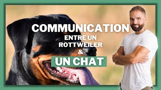 Communication entre chien et chat  Le panier [upl. by Tyrrell]