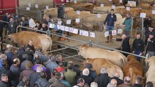 Concours vaches grasses Rabastens [upl. by Laroc]