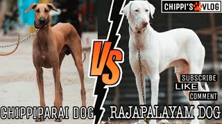 Chippiparai Dog Vs Rajapalayam Dog Video  Chippis Vlog [upl. by Urbanus]