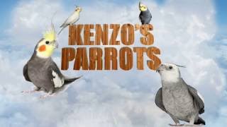 Kenzos Parrots  Le Mutazioni  Parte Seconda [upl. by Dennie]