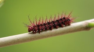 Saturniidae Hemileucinae Dirphia [upl. by Yerkovich]