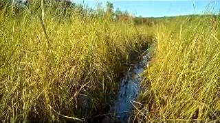 Wild Rice harvest and preparation from the waters of Maine [upl. by Malsi]